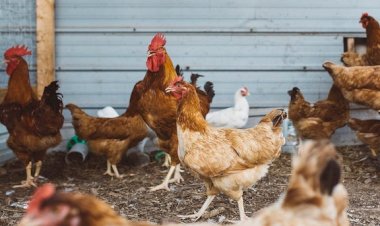 Ministério da Agricultura proíbe aglomeração de aves em todo Brasil