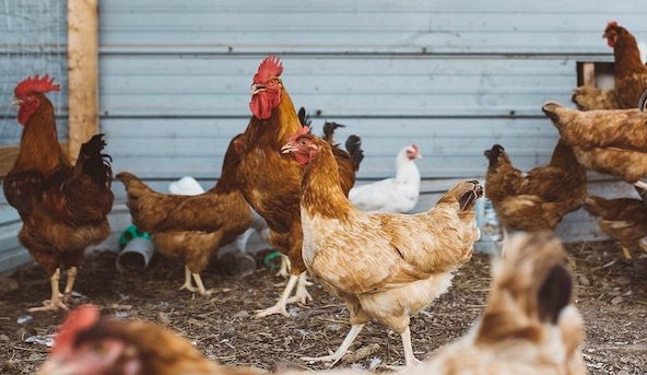 Ministério da Agricultura proíbe aglomeração de aves em todo Brasil